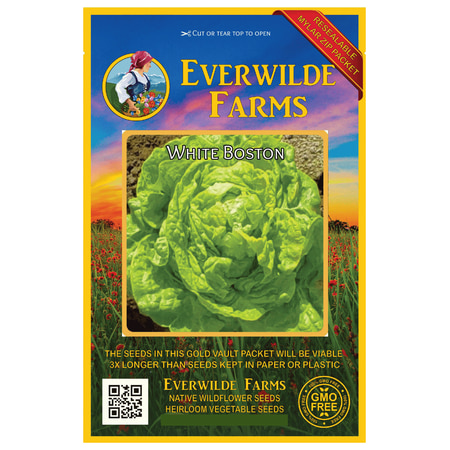 Everwilde Farms - 1000 White Boston Butterhead Lettuce Seeds - Gold Vault Jumbo Bulk Seed (Best Type Of Lettuce For Lettuce Wraps)