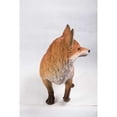 thumbnail image 5 of Hi-Line Gifts Walking Fox Outdoor Garden Statue - 30.75", 5 of 5