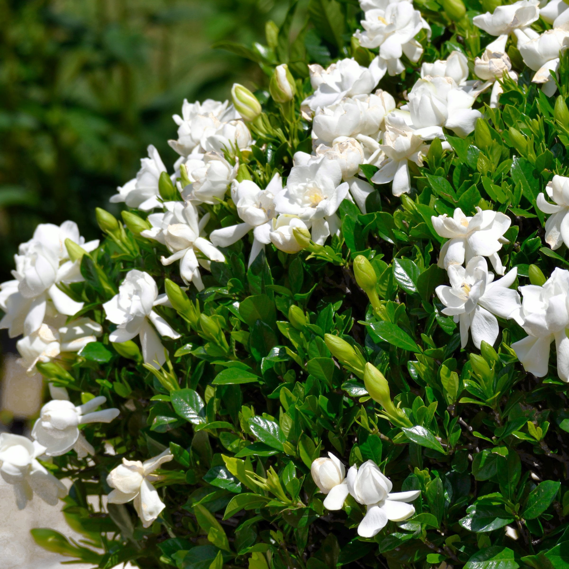 National Plant Network 4 in. Gardenia August Beauty (3-Pack)