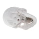 thumbnail image 5 of Simulación Clásico Cabeza Cráneo Modelo Anatomía Aprendizaje Juguete De Halloween Hugo Mini modelo principal del cráneo, 5 of 7