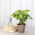 thumbnail image 3 of Live Butterfly Syngonium Plant - Low Light - 4" Decorative Pot Cover - Thorsen's Greenhouse, 3 of 5