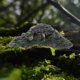 thumbnail image 4 of ADDHAT Plataforma Multifuncional Para Terrarios Y Acuarios Compatible Con Tortugas Y Reptiles, 4 of 6