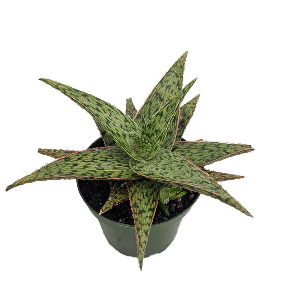 Pink Fox Aloe Vera Medicine Plant/Burn Plant/Miracle