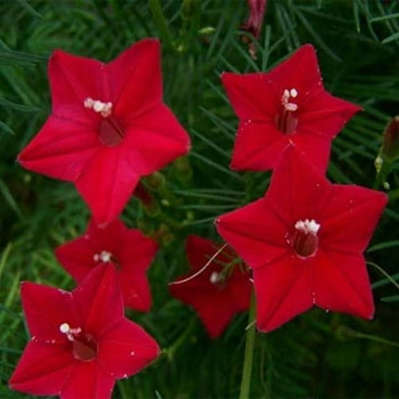 Outsidepride Red Cypress Vine Seeds - 200 Seeds