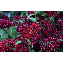 Seedville 30 Sooty Dianthus/ Sweet William Flower Seed