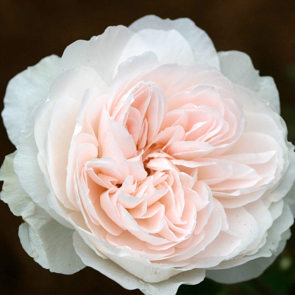 Heirloom Roses - Tranquility™ Shrub Rose Bush - Fragrant Roses