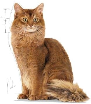 Royal Canin Light Weight Care Cat Wet Food in Jelly 12x85g
