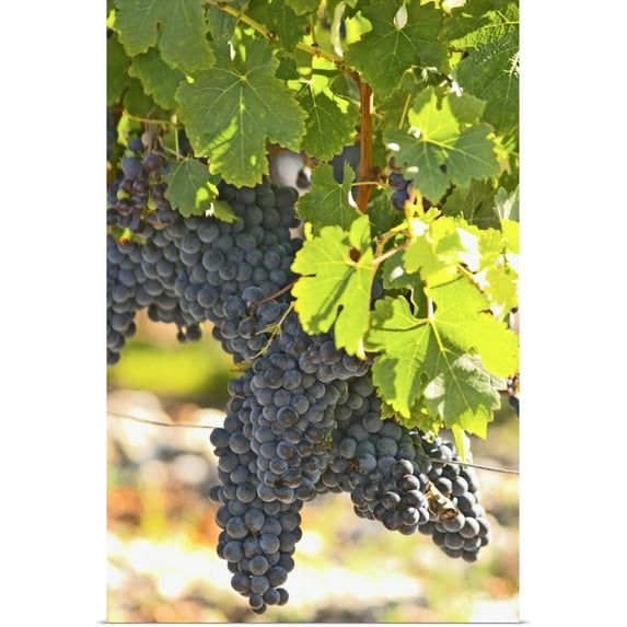 Great BIG Canvas | "A cabernet Sauvignon vine, circa 35 years old with ripe grape bunches, France" Art Print - 20x30