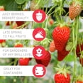 thumbnail image 5 of 20 Pack Eversweet Everbearer Strawberry Plants - Delicious Outdoor Planting for Home Garden - Grown USA. Zone 4-9., 5 of 6