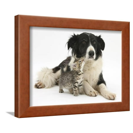 Border Collie Black And White - Cute Tabby Kitten, Stanley, 6 Weeks with Black and White Border Collie Bitch, Phoebe Framed Print Wall Art By Mark Taylor