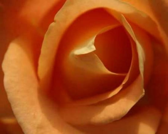 Single Rose I Canva