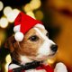 thumbnail image 1 of Christmas pet santa hat small puppy cat dog xmas holiday costume ornaments, 1 of 5