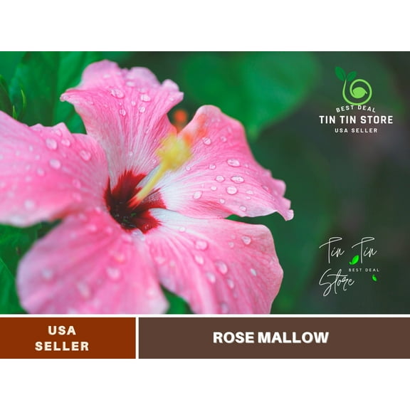 30 seeds| Rose Mallow Hibiscus Flower Seeds - Authentic Seeds - Perennial~GMO Free ~Flower seeds ~ Asian Garden~ Herbs, B5G1