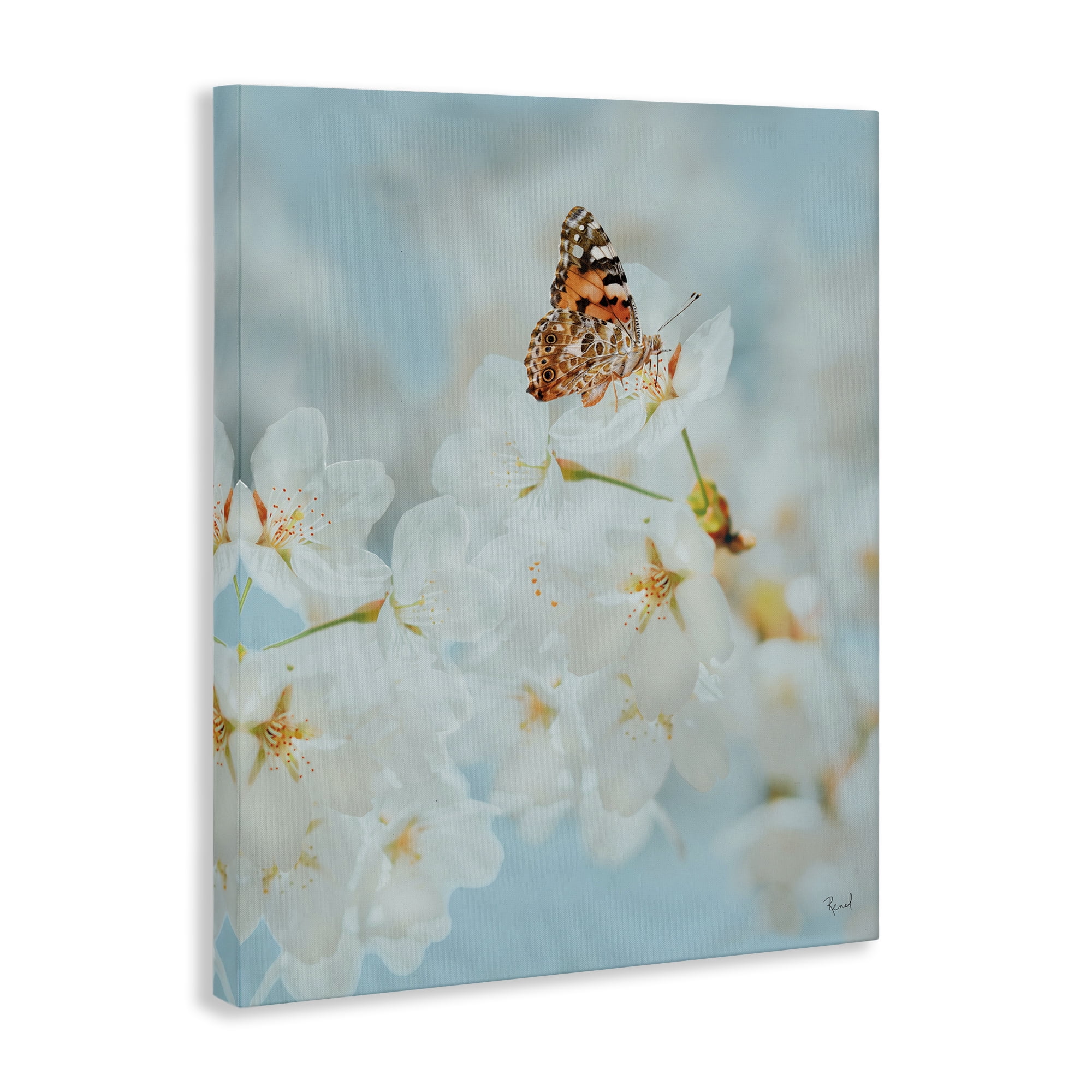 Stupell Industries Pale Blossoms & Butterfly Animals & Insects Photography Gallery Wrapped Canvas Art Print Wall Art, 36 x 48
