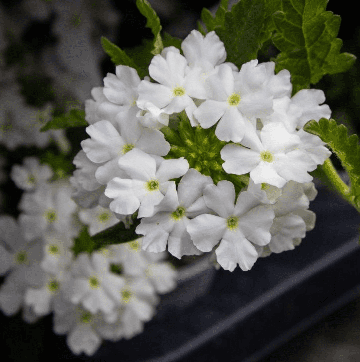 White Verbena Live Plant, Perennial Flowering Plant 4-7 Inch Tall, Trailing White Blooms for Garden, Zones 7–11