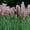 Pink, variant on Pampas Grass Seeds - Argentea White - 1000 Seeds - Decorative Ornamental Grass - Cortaderia selloana