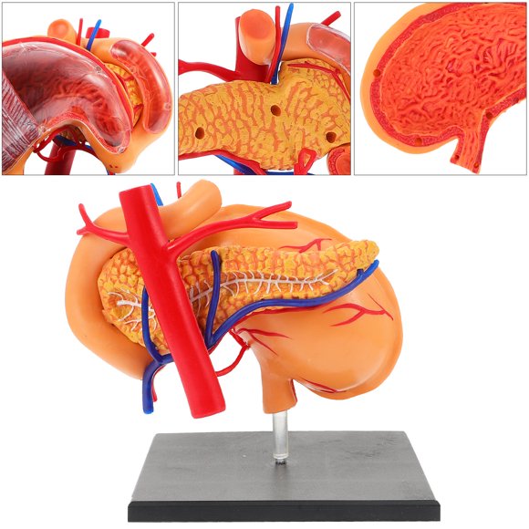 OULII 1Set Stomach Anatomical Model for Laboratory Use Plastic Realistic Teaching Aid for Kids