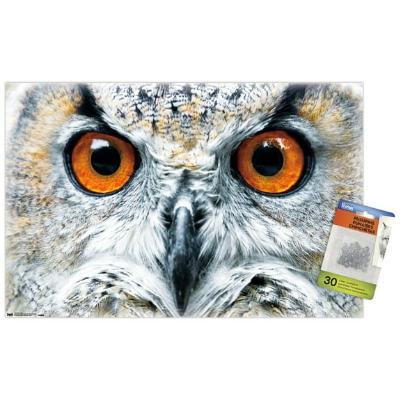 Owl - Close Wall Poster with Push Pins, 14.725" x 22.375"