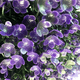 thumbnail image 3 of Planta de lavanda artificial simulación plástico prímula bola de paja topiario realista puerta colgante decoración de jardín Advancent HA8107-01B, 3 of 6