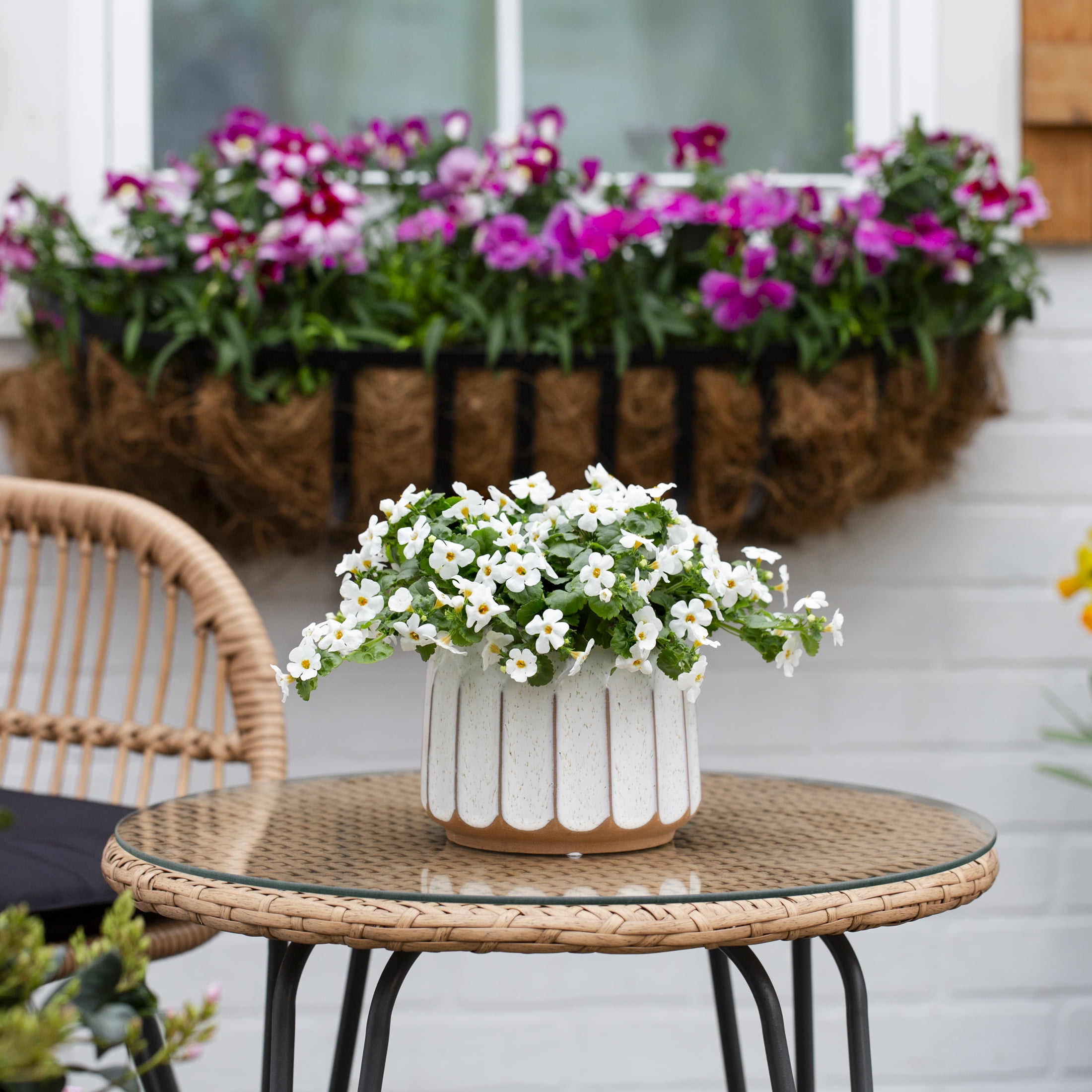 Better Homes & Gardens 1.5PT White Bacopa Live Annual Plant Sun 5-Pack