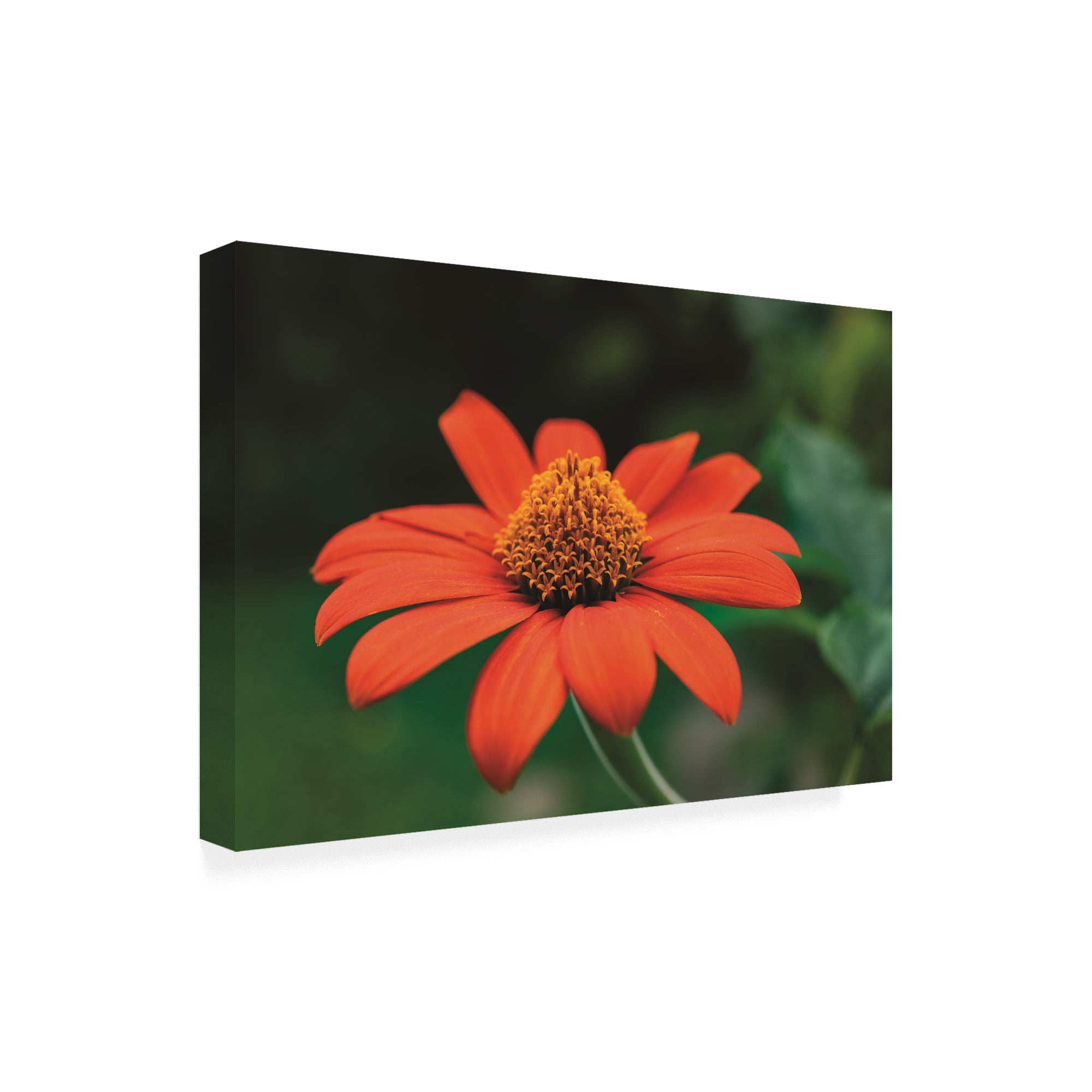 Trademark Fine Art 'Orange and Yellow Summer' Canvas Art by Kurt Shaffer Photographs