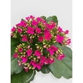 thumbnail image 5 of Bumble Plants Kalanchoe Flowering Plant - Full Live Colorful Houseplant in Nursery Pot, Easy Care, Indoor Plant for Beginners, 5 of 5