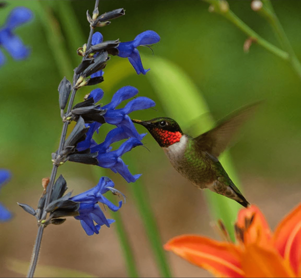Pack of 3 Black and Blue Salvia Live Starter Plants, Tender Perennial Herb Attract Hummingbirds Plant, 3 to 6 Inch Tall, No Ship Pot