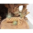 thumbnail image 6 of Assorted Collection of Live Air Plants Randomly Picked - Pack of 2, 6 of 7
