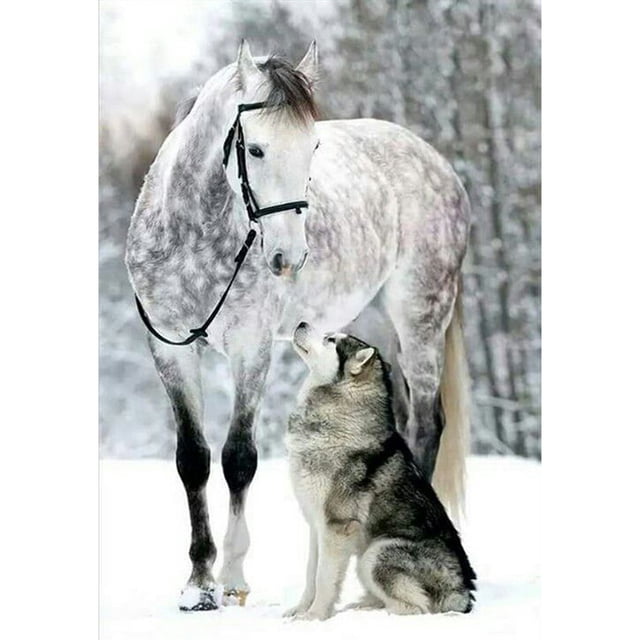 (11CTACC-804 45x65 color) hilo algodón ecológico bordado 11CT 3 hebras impresión 45*65cm y caballo en la nieve kit serie punto cruz