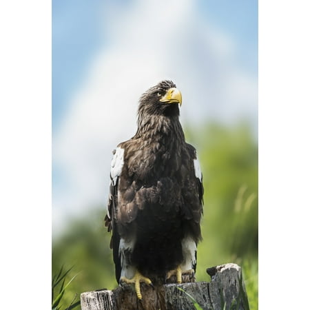 Golden Eagle Assiniboine Park Zoo Winnipeg Manitoba Canada Posterprint
