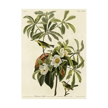 - Bachmans Warbler Print Wall Art