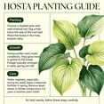thumbnail image 3 of Mixed Hostas for Planting-Garden Stake for Outdoor Decoration-Perfect For Borders-(Non-Artificial), 3 of 6
