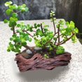 thumbnail image 4 of Mosiee Creative Retro Cement Material Tree Succulent Flowerpot Green Plant Potted Plant, 4 of 9