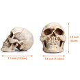 thumbnail image 2 of Réplica 1:1 a tamaño real del modelo READAEER de cráneo humano (blanco), 2 of 9