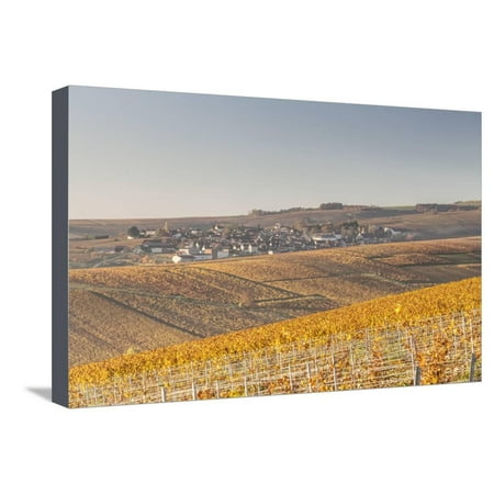 Autumn in the Vineyards of Chablis, Burgundy, France, Europe Stretched Canvas Print Wall Art By Julian