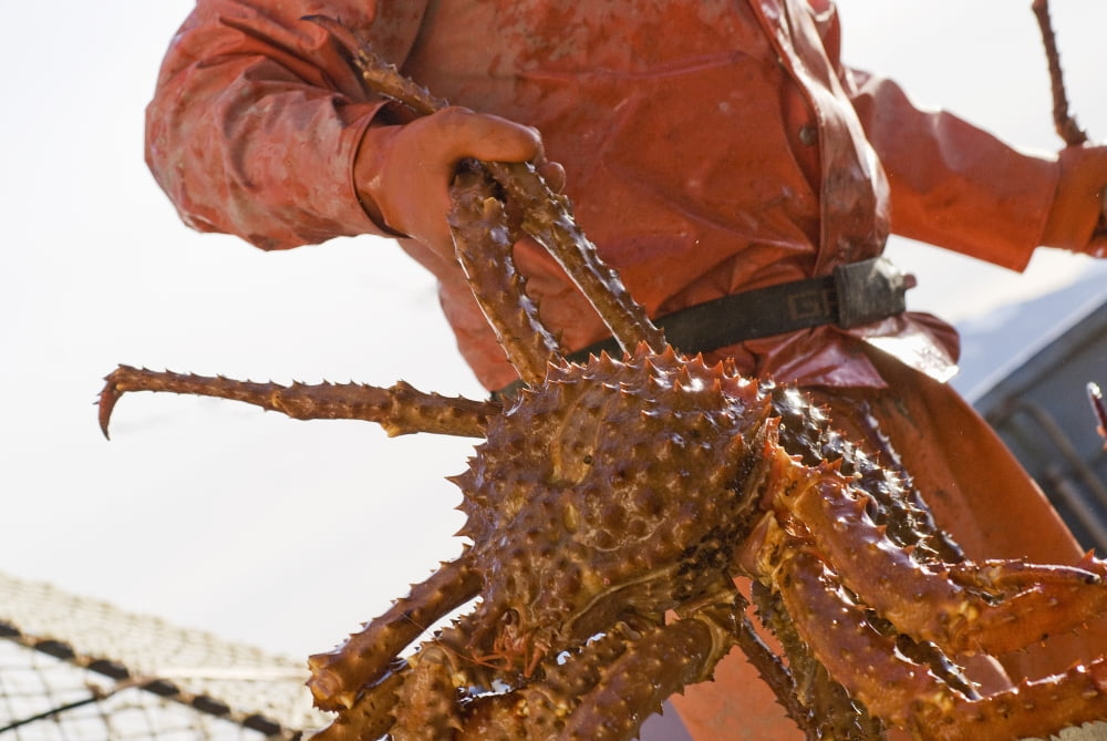 Crab Fisherman Carries A Brown Crab To The Hold Of The FV Anne