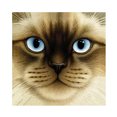 thumbnail image 1 of Cuadros Decorativos 5D DIY diamante pintura completo redondo taladro cara grande gato mosaico imagen Animal regalo Ehuebsd Nuevos Originales, 1 of 5