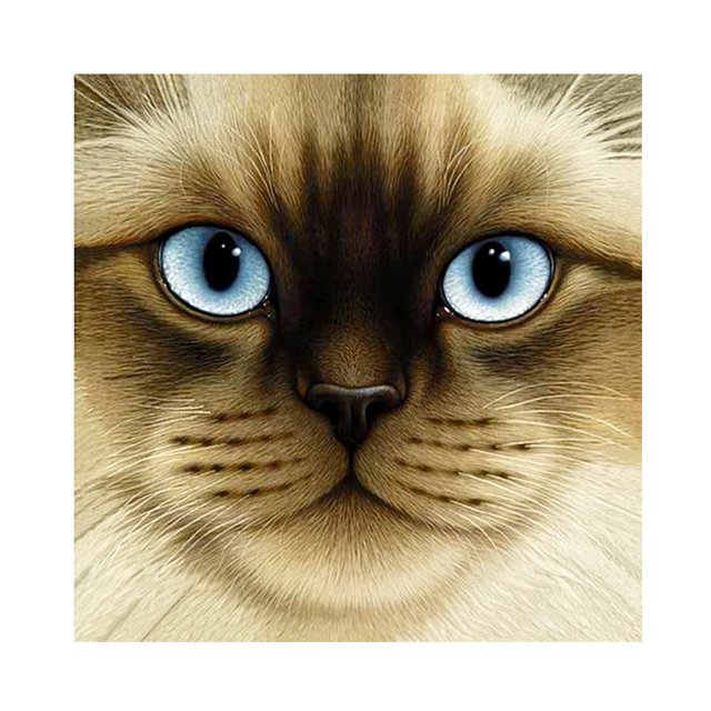 Cuadros Decorativos 5D DIY diamante pintura completo redondo taladro cara grande gato mosaico imagen Animal regalo Ehuebsd Nuevos Originales