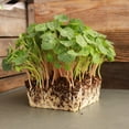 thumbnail image 2 of Nasturtium Seeds - Whirlybird Mix - 1 Lb - Non-GMO Edible Flower Garden & Microgreens Seeds - Whirly Bird - Tropaeolum nanum - Grow Micro Greens, 2 of 3