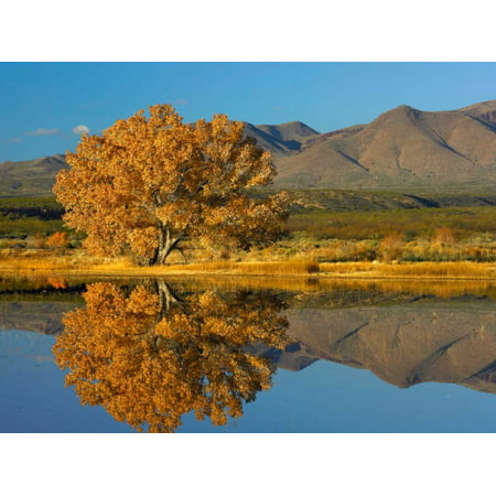 Cottonwood fall foliage with Magdalena Mountains New Mexico Poster Print by Tim