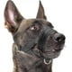 thumbnail image 1 of Nylon Soft Dog Muzzle, Anti-bit, Anti-bark, Anti-chew, Adjustable Ring (XL, Black), 1 of 5