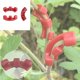 thumbnail image 1 of Doblador de plantas de 90 grados, 5/10/20/30 piezas Lave Regalo de ramas de entrenamiento de bajo estrés, 1 of 5