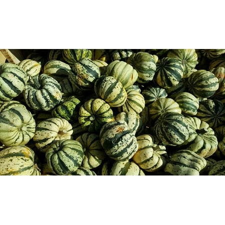 LAMINATED POSTER Vegetable Garden Pumpkin Fall Halloween Squash Poster Print 24 x 36