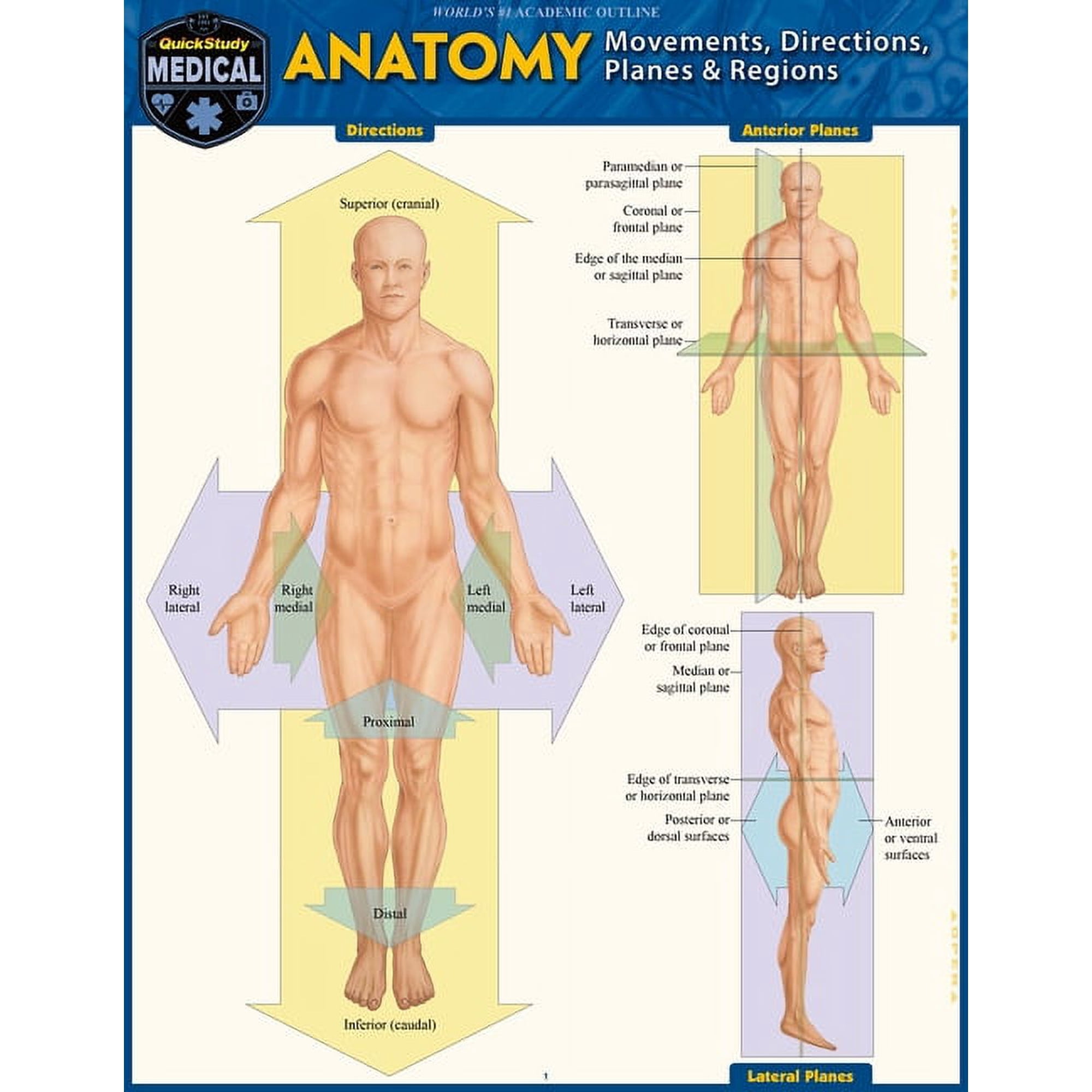 Anatomy - Directions, Planes, Movements & Regions : a QuickStudy Laminated Reference Guide (Edition 1) (Other)