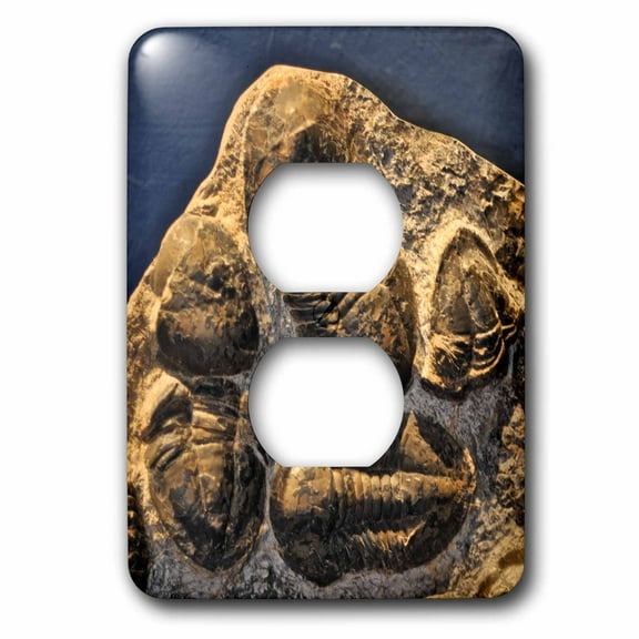 3dRose, Phacopidae trilobites from the devonic in Morrocco, 2 plug outlet cover