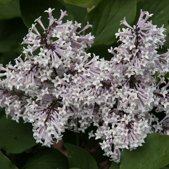 Miss Kim Lilac Flowering Shrub grown in a 2.50 Quart Pot (1-Pack)