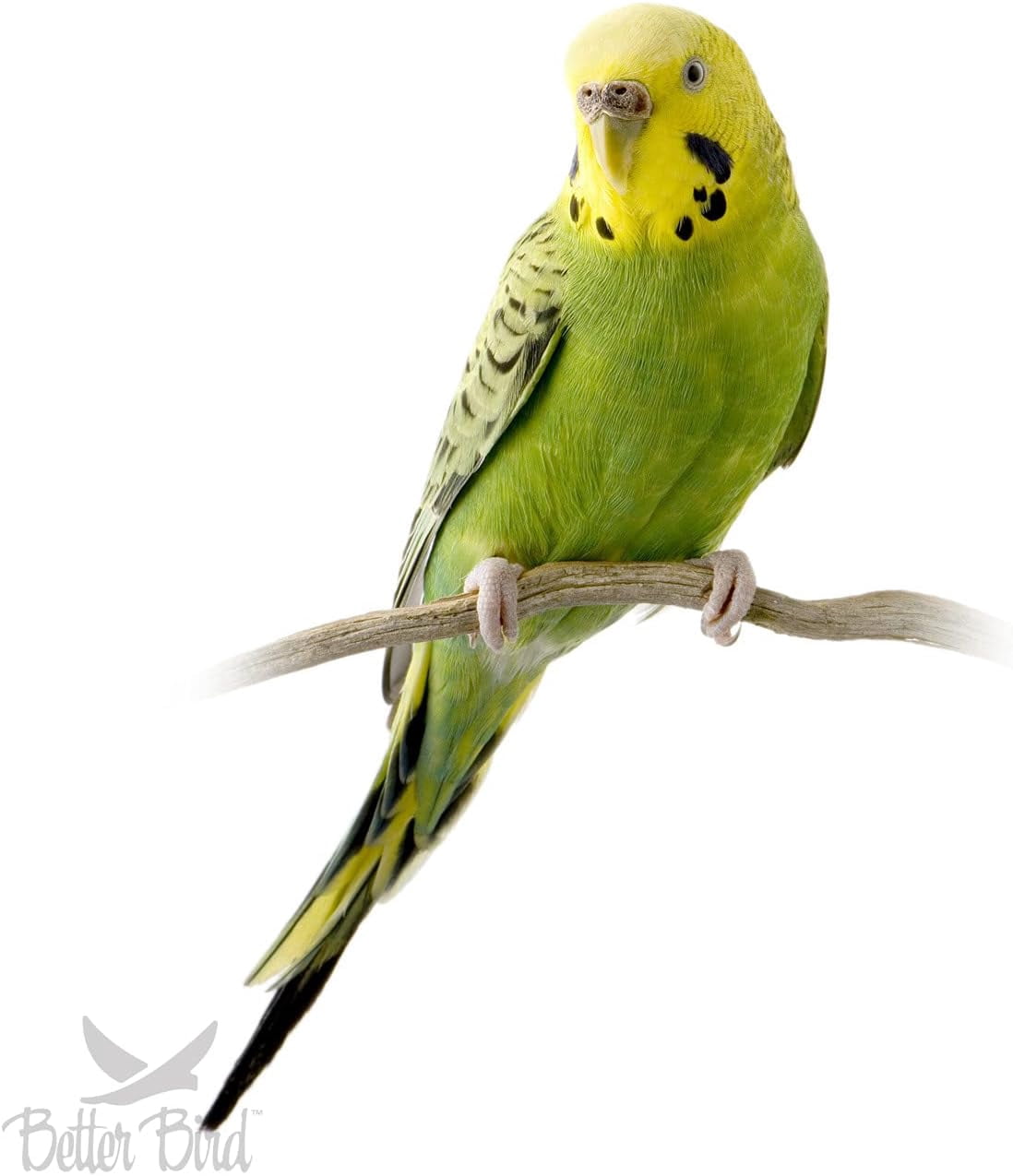 Premium Parakeet Food, 5 lb Jar