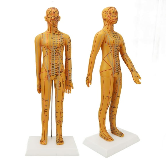Acupuncture Meridian Model, Acupuncture Female Model 20.9in Traditional Clear Chinese  for Practice