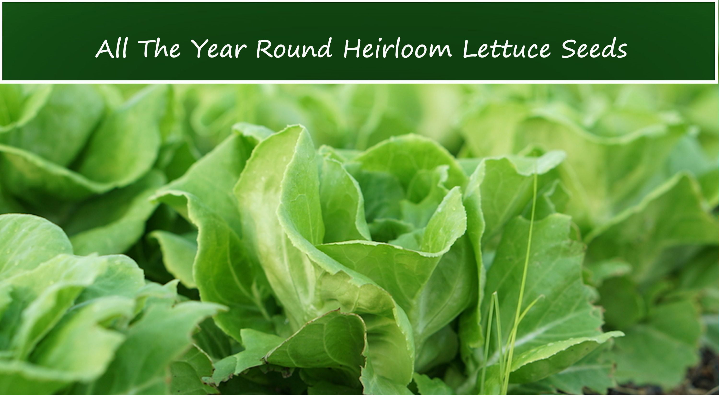 Lettuce SEEDS All the Year Round Butterhead Lettuce 250 Seeds