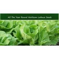 Lettuce SEEDS - All the Year Round Butterhead Lettuce -250 Seeds--Heirloom -Beautiful Color - Excellent Salad